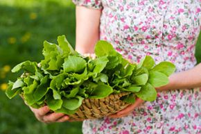 Veggies like lettuce, spinach and arugula grow well in shady yards. 
