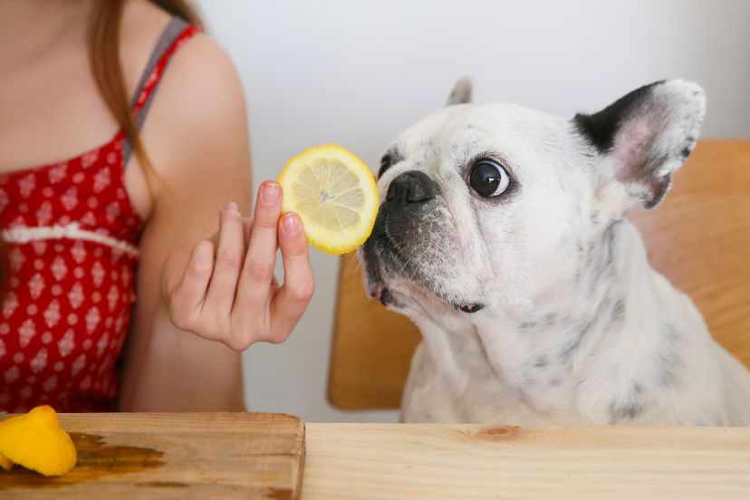Humans and dogs have equally good senses of smell -- they just excel at smelling different things. Westend61/Getty Images