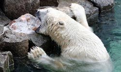Unless you have the teeth of a polar bear, it's best to stay away from chewing ice.