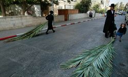 Members of the Jewish community in Jerusalem gather palm branches in preparation for the Sukkot festival.