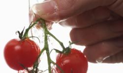 Nutritious and delicious, cherry tomatoes are a bite-sized favorite. See more heirloom tomato pictures.