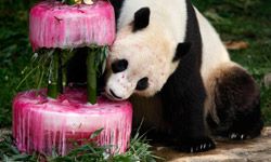 Giant panda Tai Shan gets ready for a bite of birthday cake -- plus visible bamboo supports -- at the National Zoo in Washington, D.C.