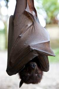 The flying fox bat makes it on the menu in some African and Asian countries. See more pictures of mammals.