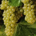 It all begins with the grape, the most important part of wine- or champagne-making. Chardonnay white grapes are used in most champagnes.