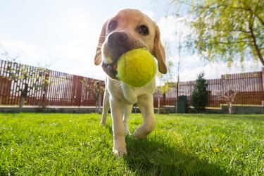 Dog with tennis ball in mouth