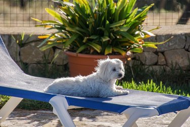 Maltese Dog Lying On Lounge Chair In Yard