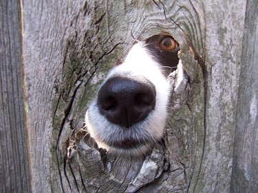 Dog looking through hole in fence
