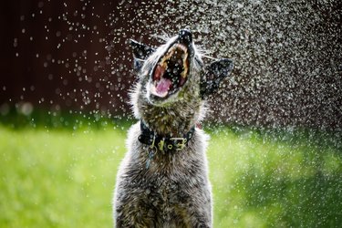 Australian Cattle Dog in sprinkler