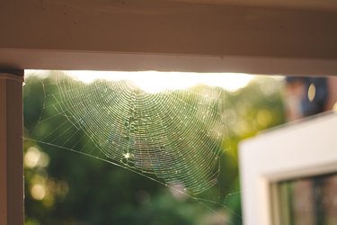 Cobwebs at home