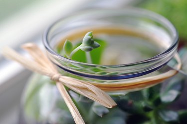 Tiny succulent in glass jar