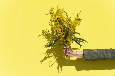 Woman's hand holding mimosas bouquet