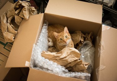Cat in a moving box