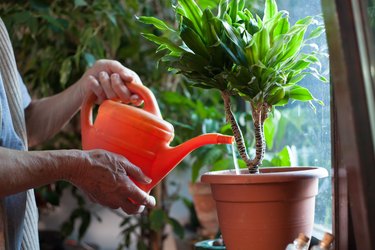Midsection Of Man Watering Potted Plant At Home