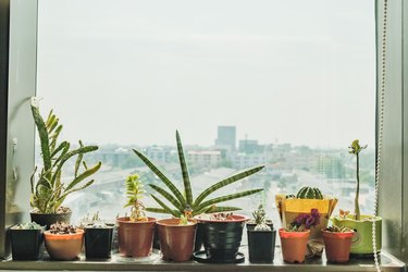 Close-Up Of Potted Plant On Window Sill Against Sky In City