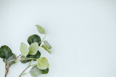 eucalyptus branches on white background. Flat lay, top view. copy space