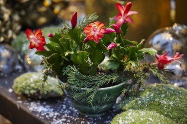 Flowering succulent in pot