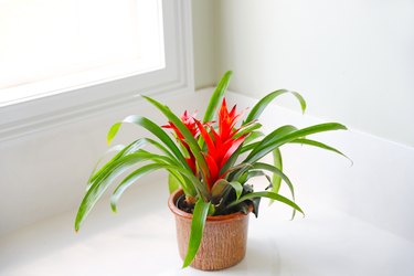 Indoor plant - bright bromeliad