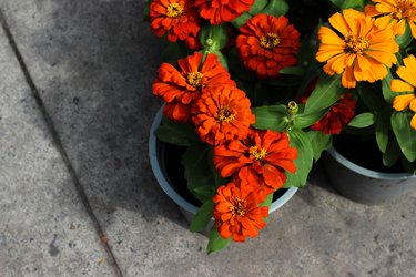 High Angle View Of Orange Flowers Blooming On Potted Plant