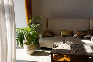 Modern stylish design of the apartment or room with a sofa, coffee table, curtains, tulle, against the beige wall. Hereinafter, a flower or a palm tree in a pot. Beautiful interior in vintage style.