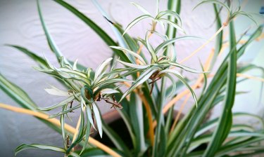 Spider plant macro