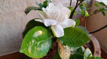 Close-Up Of Gardenia Blooming On Potted Plant