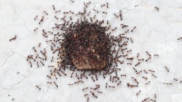 Ants surrounding piece of bread
