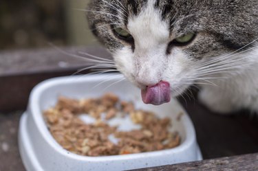 Domestic tabby cat licking it’s lips while eating from a food bowl