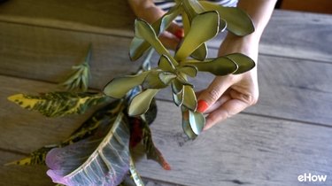 Artificial maguey succulent plant.