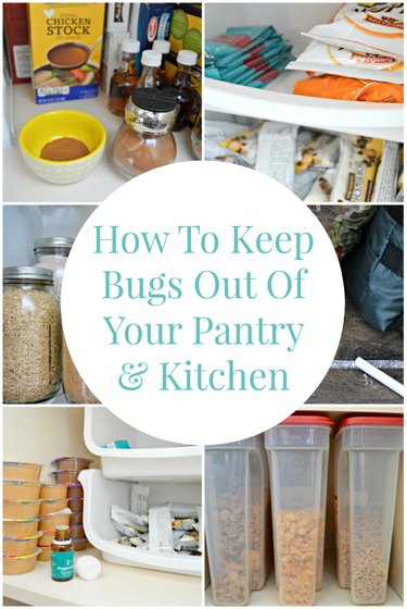How to keep bugs out of your pantry and kitchen